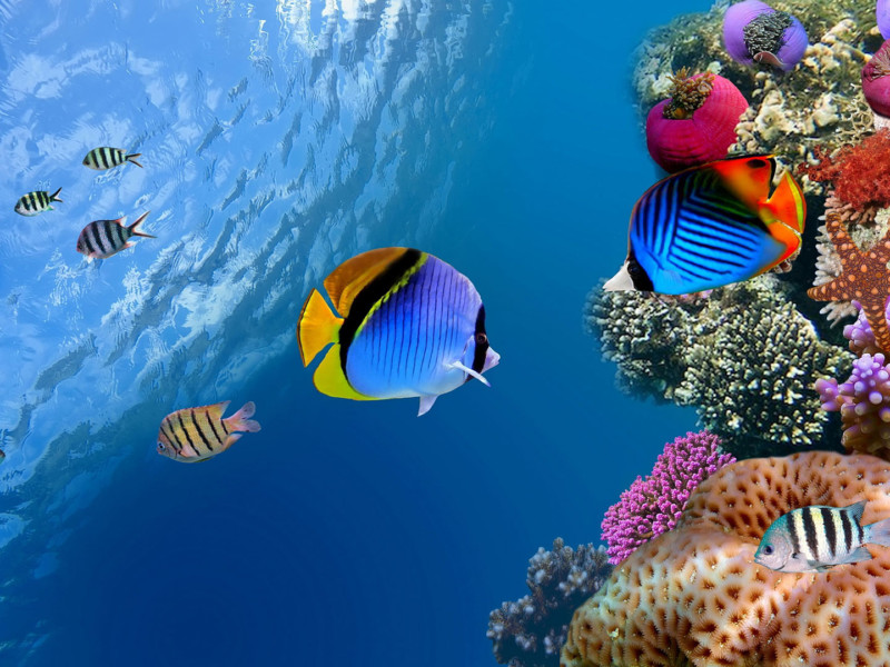 Real estate land offering